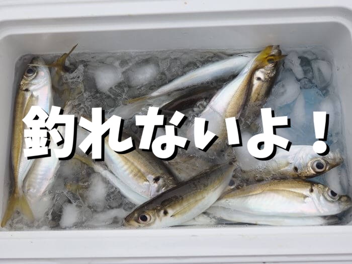 穴釣りで釣れない魚「アジ」