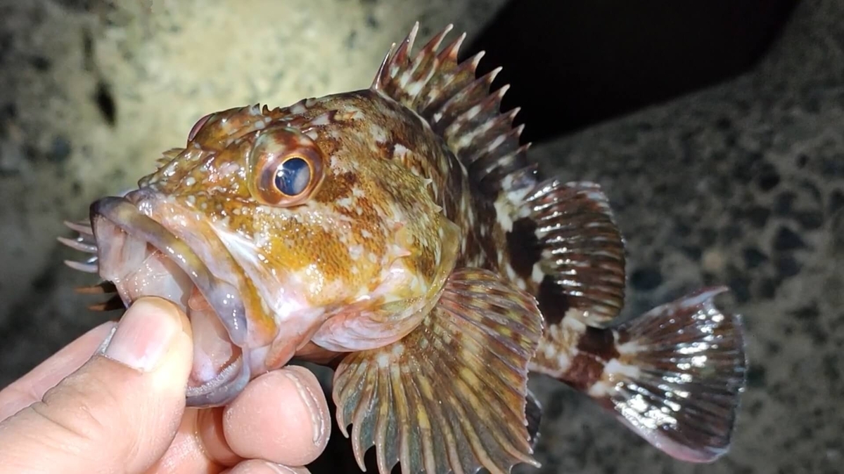 穴釣りで釣れたカサゴ