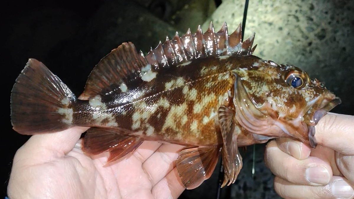 穴釣りで釣れる魚カサゴ