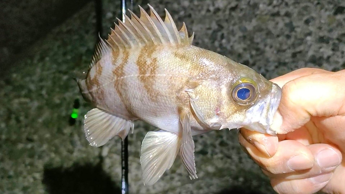 ウキ釣りで釣れたメバル