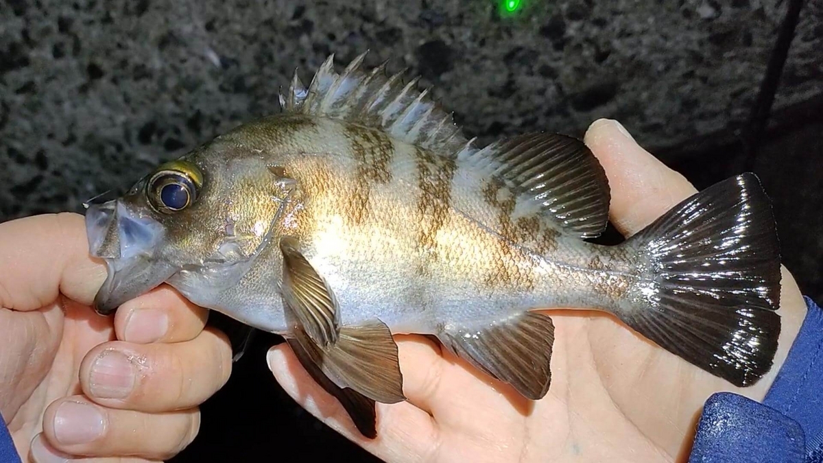 ウキ釣りで釣れたメバル