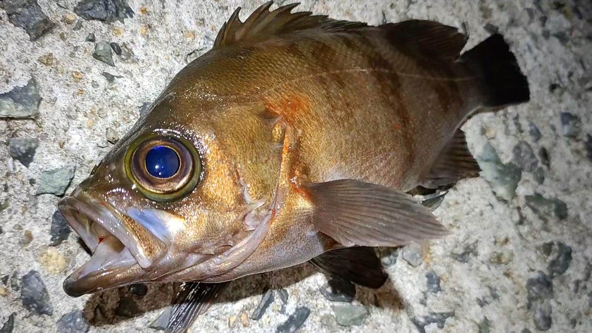 ウキ釣りで釣れたメバル