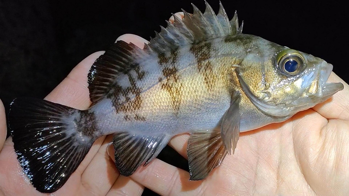 ウキ釣りで釣れたメバル