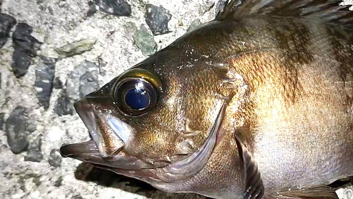 ウキ釣りで釣れたメバル