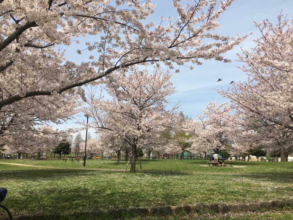 舎人公園 足立区 子供の遊び場 公園情報 お花見 意外と子育てしやすい世の中です 舎人公園 足立区 子供の遊び場 公園情報 お花見 意外と子育てしやすい世の中です