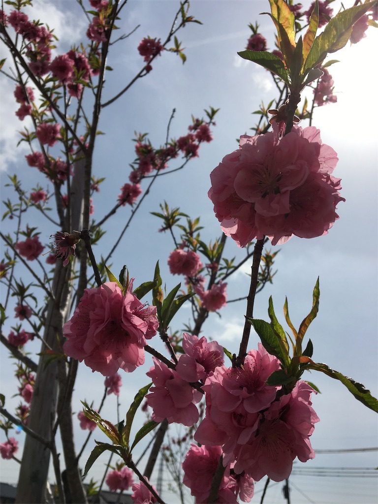 f:id:wpeisuke:20190326231644j:plain