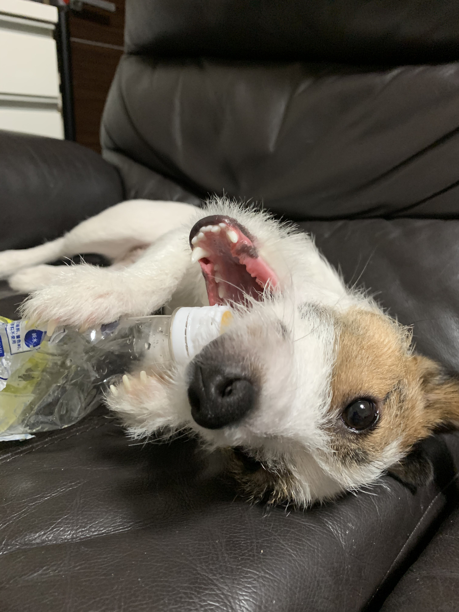f:id:wretour:20210307065652j:plain