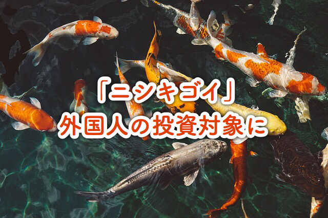日本産 錦鯉 が外国人の間で投資対象となっている件 スグレモノログ