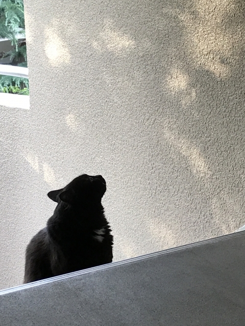 f:id:wryyxjp:20180912204214j:plain f:id:wryyxjp:20180912204214j:plain