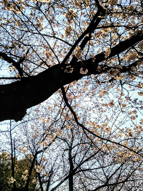 f:id:wtangel:20170403170557j:plain