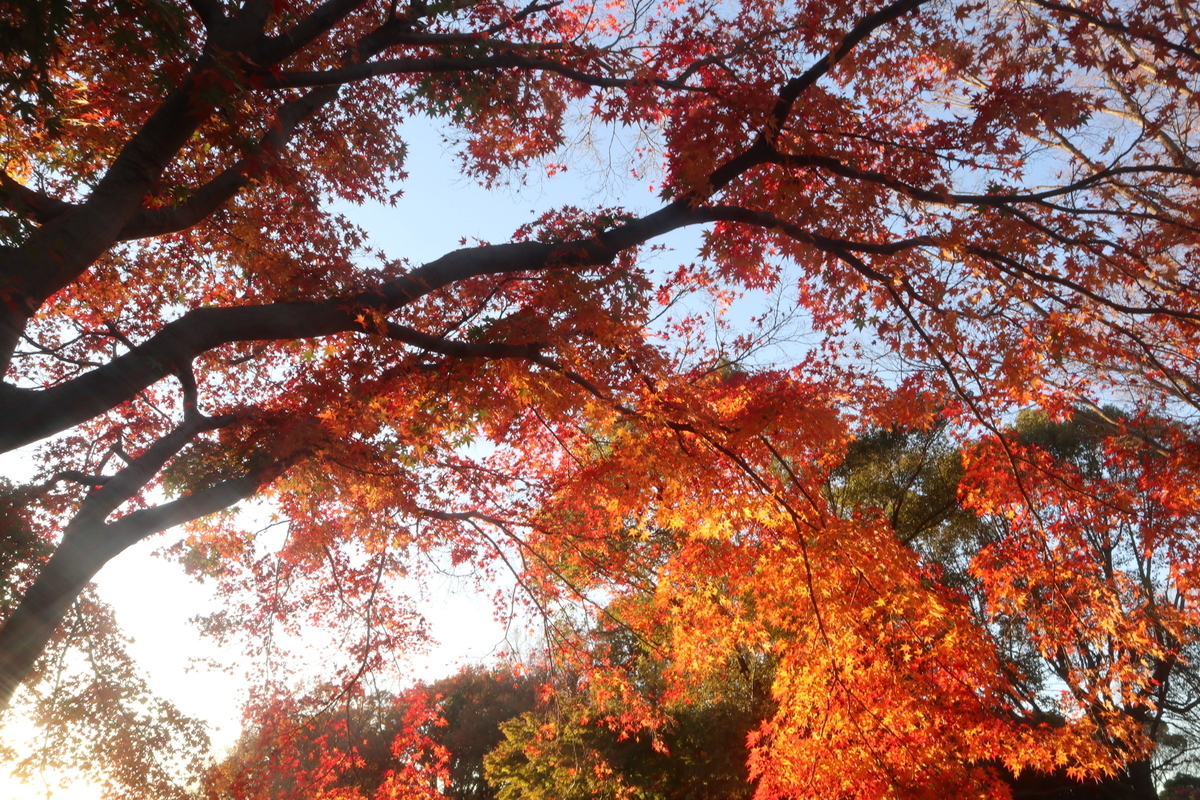 f:id:wuzuki:20201218012613j:plain