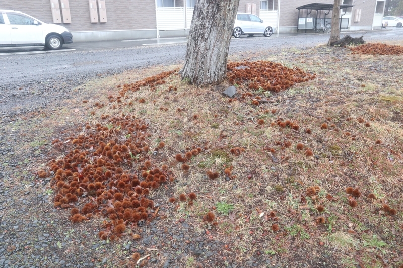 f:id:wuzuki:20210531213932j:plain