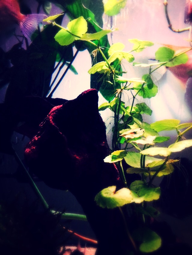 f:id:wwwhite10:20150725125312j:plain