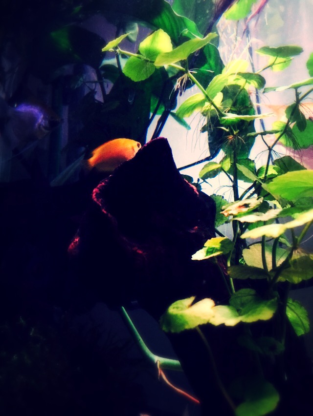 f:id:wwwhite10:20150731220711j:plain