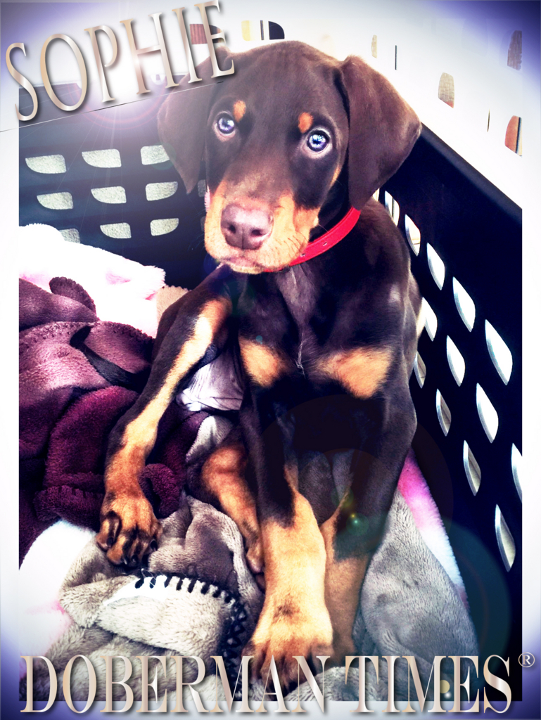 f:id:wwwhite10:20160418083012j:plain f:id:wwwhite10:20160418083012j:plain