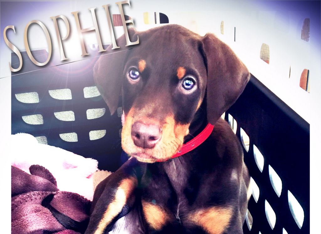 f:id:wwwhite10:20160421235410j:plain f:id:wwwhite10:20160421235410j:plain