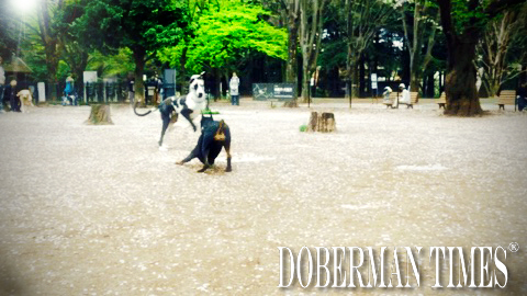 f:id:wwwhite10:20160422094735j:plain