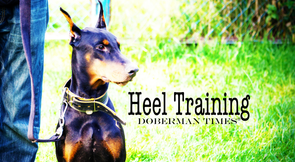 f:id:wwwhite10:20160430174829j:plain