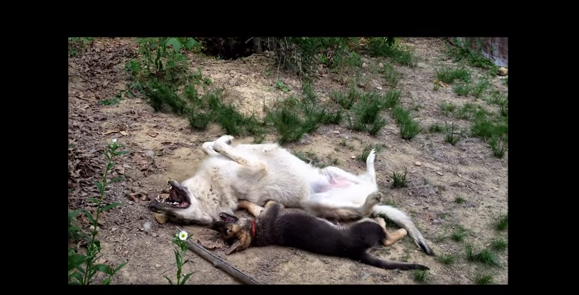 f:id:wwwhite10:20160829211930p:plain