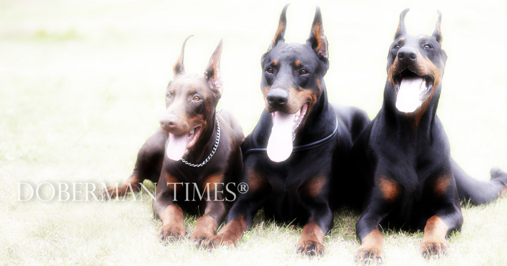 f:id:wwwhite10:20161012104756j:plain f:id:wwwhite10:20161012104756j:plain