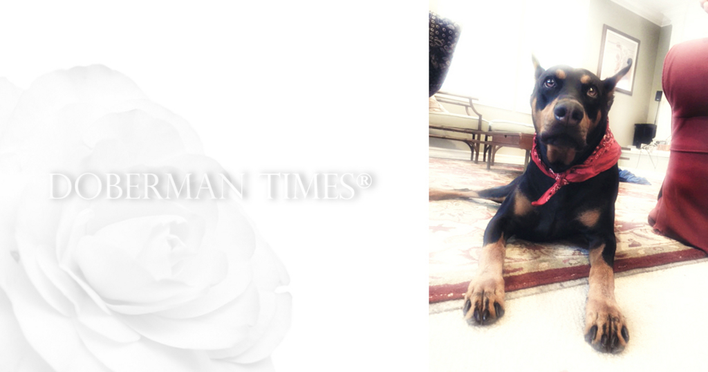 f:id:wwwhite10:20161012150919j:plain f:id:wwwhite10:20161012150919j:plain