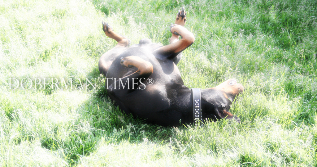 f:id:wwwhite10:20161012173647j:plain f:id:wwwhite10:20161012173647j:plain