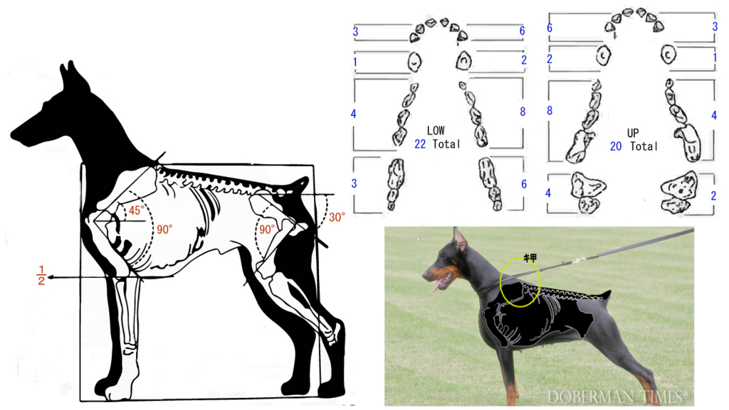 f:id:wwwhite10:20161113183713j:plain f:id:wwwhite10:20161113183713j:plain