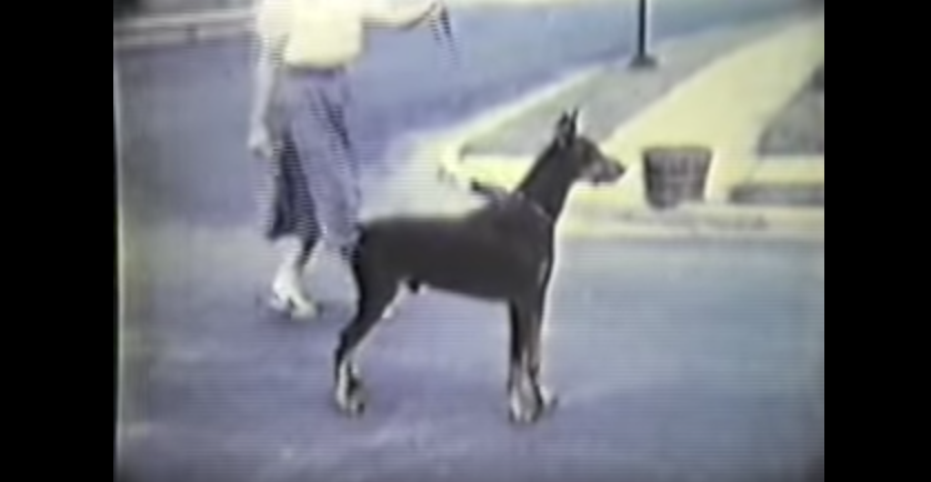 f:id:wwwhite10:20161114170711p:plain f:id:wwwhite10:20161114170711p:plain