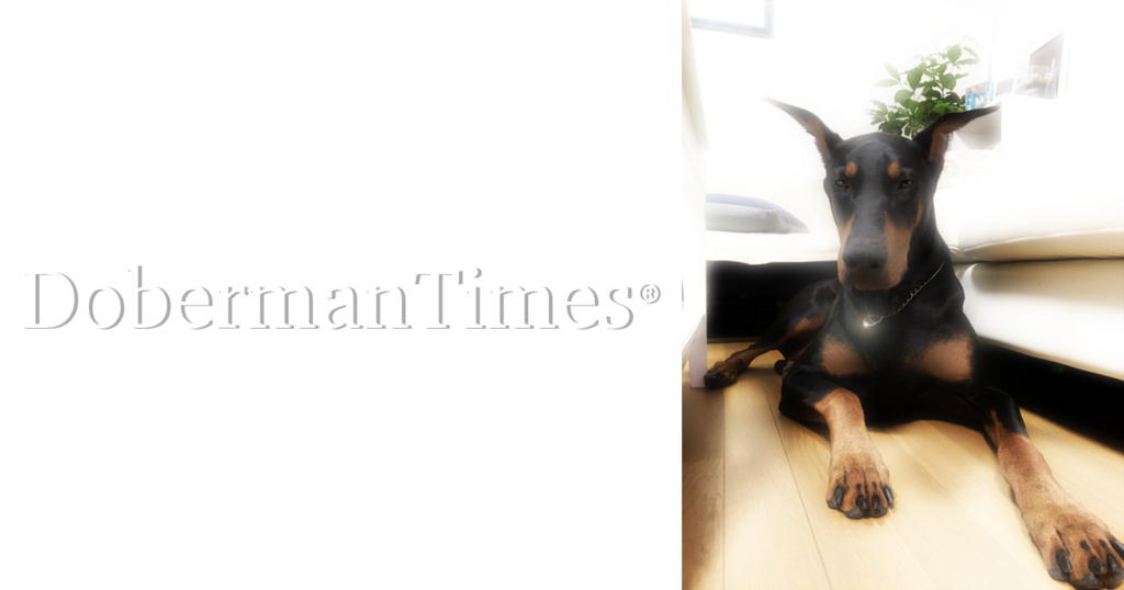 f:id:wwwhite10:20180213123715j:plain f:id:wwwhite10:20180213123715j:plain