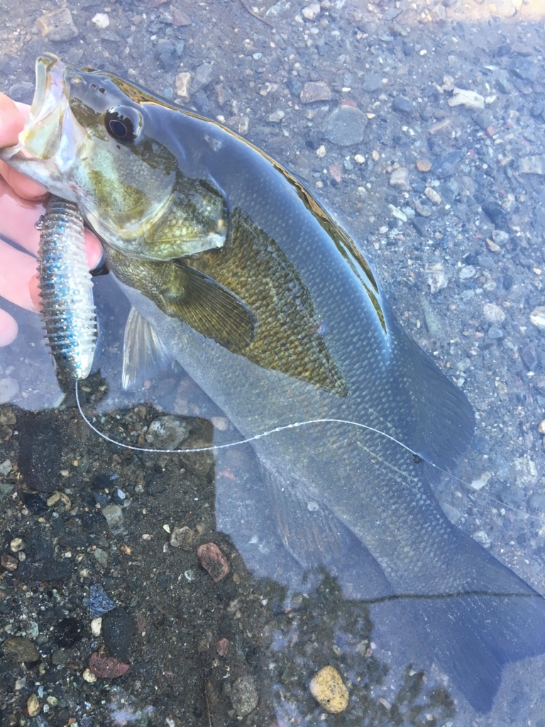 Swing Impact Fat 冬の異常気象を味方につけろ スピナベトレーラーとして使うスイパクファットのインプレッション You太郎のバス釣り研究所