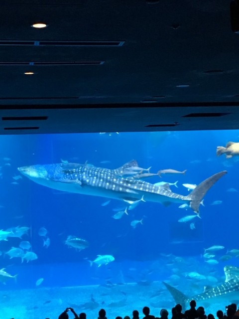 f:id:wyukawa:20170504191946j:image