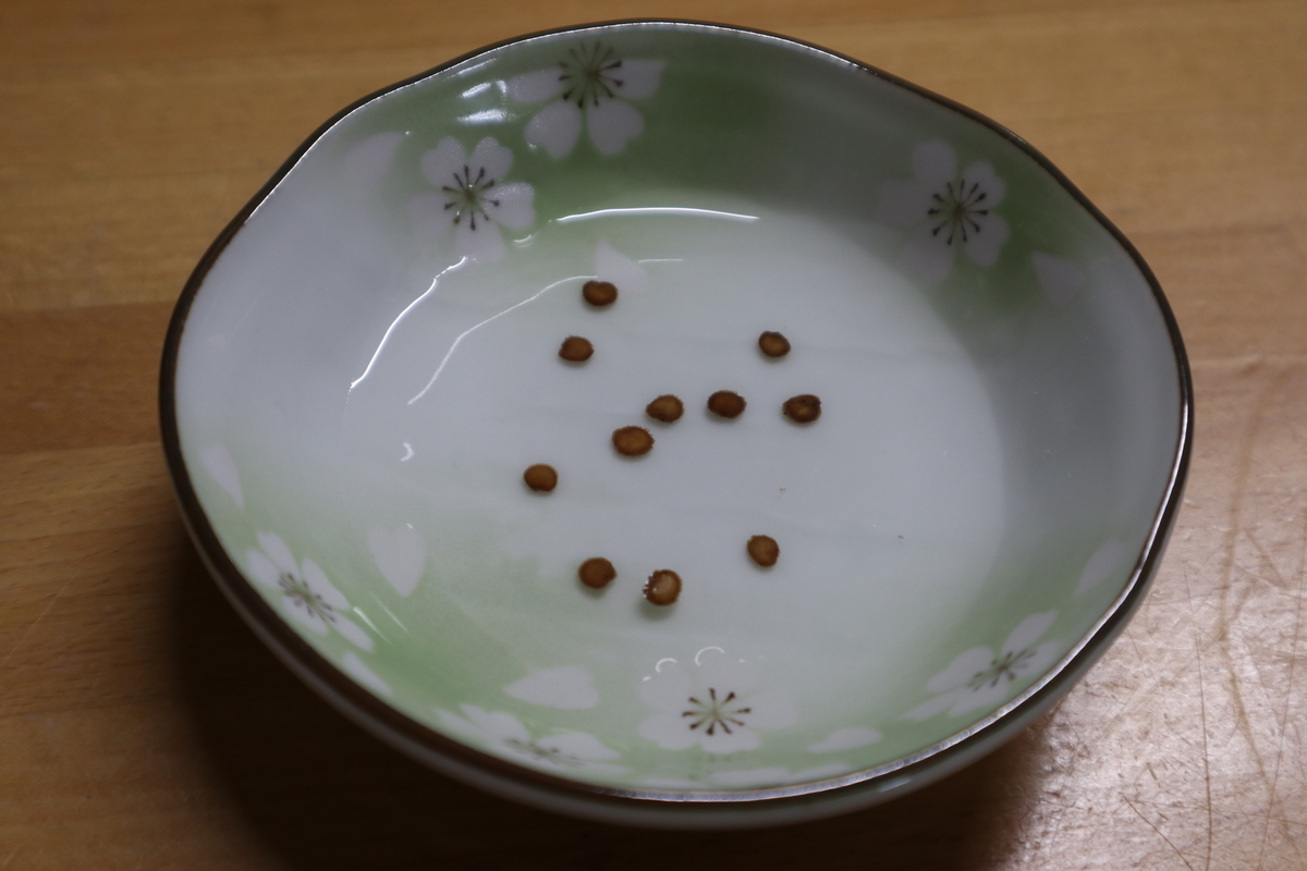 f:id:wyuto7201:20210125235424j:plain