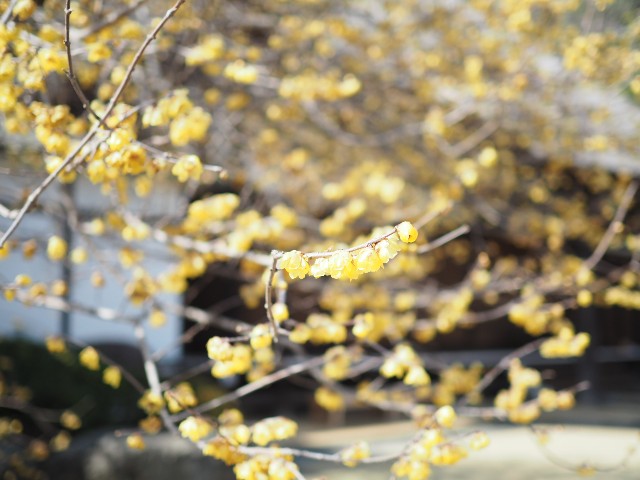 f:id:x-home:20190217235638j:image