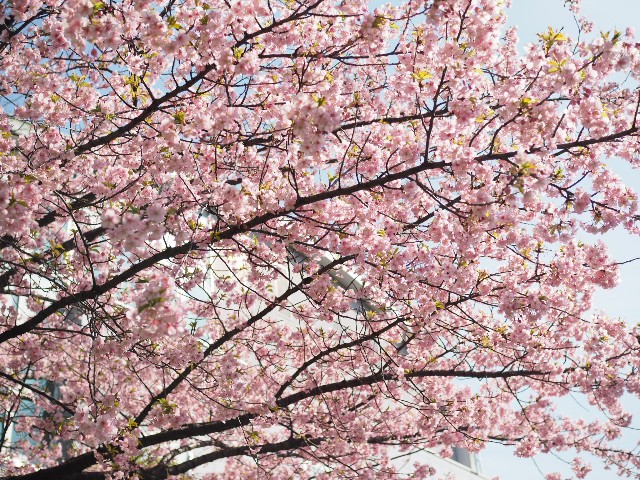 f:id:x-home:20190224174056j:image