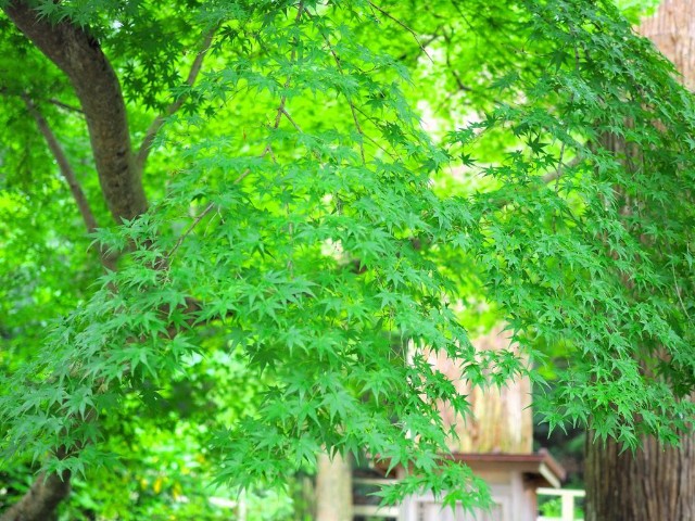 f:id:x-home:20190613082258j:image f:id:x-home:20190613082258j:image
