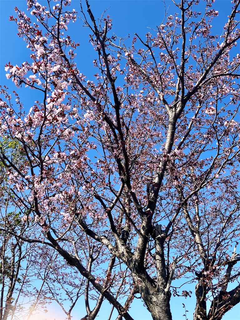 f:id:x-miyuchin-x:20250501114054j:image f:id:x-miyuchin-x:20250501114054j:image