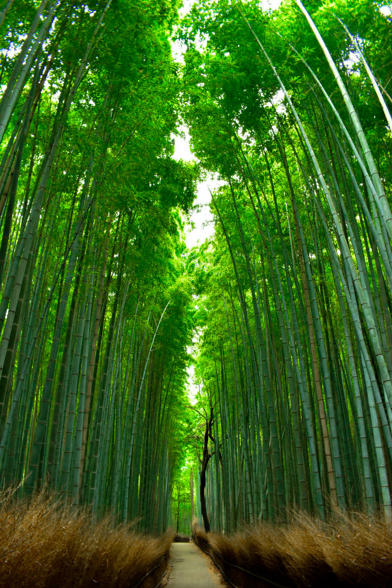 竹林の小径