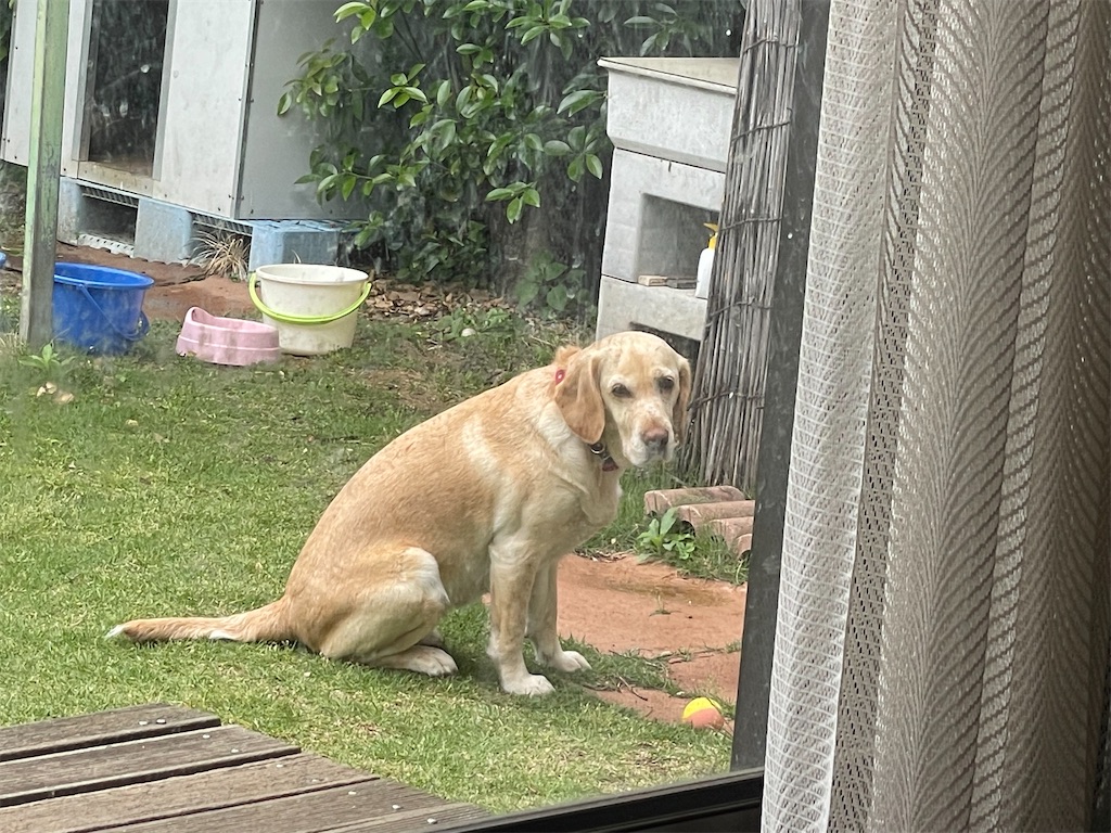 f:id:x_makocchi:20210517153008j:image