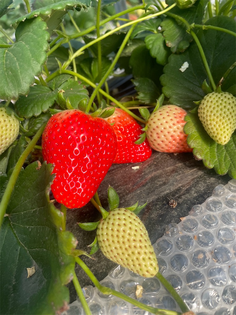 f:id:x_makocchi:20230214112940j:image