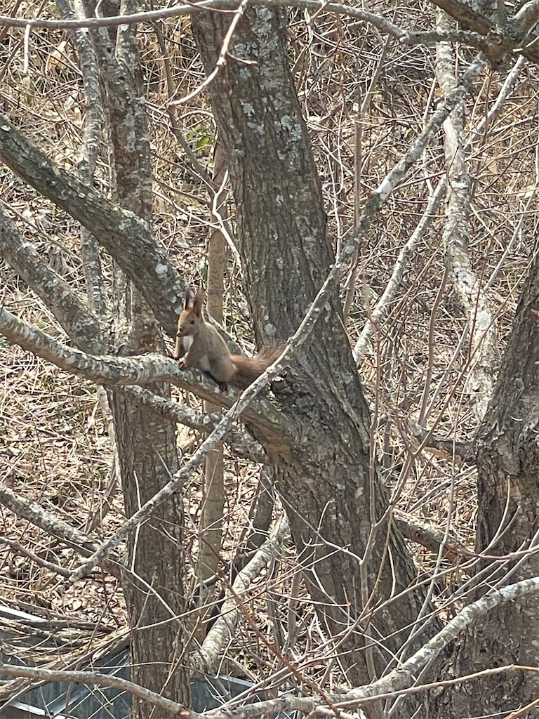 f:id:x_makocchi:20230414134714j:image f:id:x_makocchi:20230414134714j:image