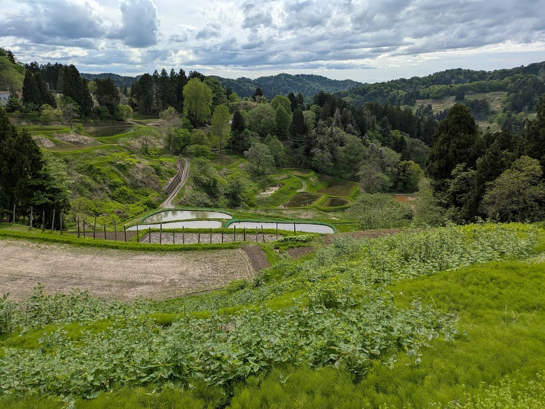 山古志の棚田
