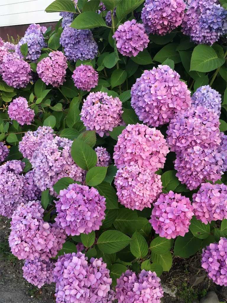 f:id:xfleurx:20170616114331j:image