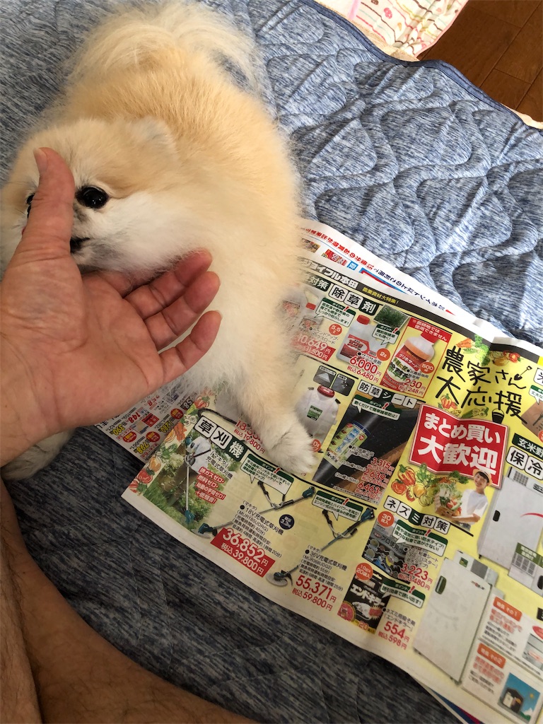 f:id:xfox:20190821154301j:image