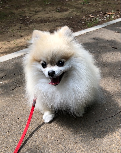 f:id:xfox:20210510234138j:image