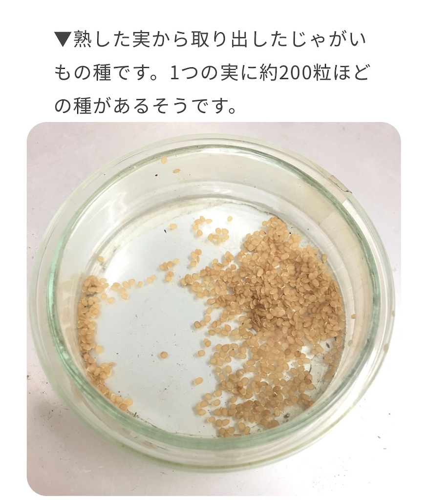 f:id:xfox:20240601112007j:image