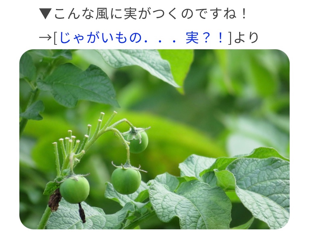 f:id:xfox:20240601112010j:image