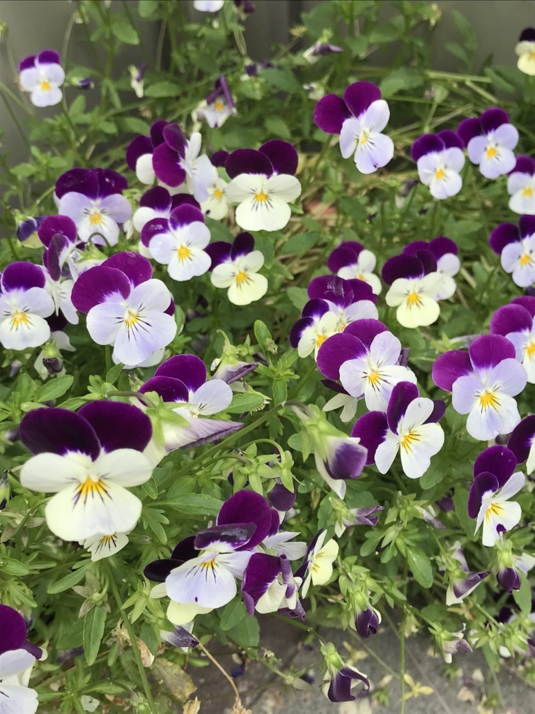 f:id:xfuyuki:20180523215637j:plain f:id:xfuyuki:20180523215637j:plain