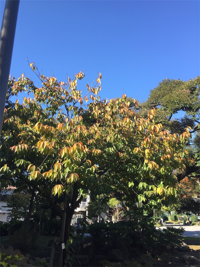 f:id:xiahxx:20161112162909j:image