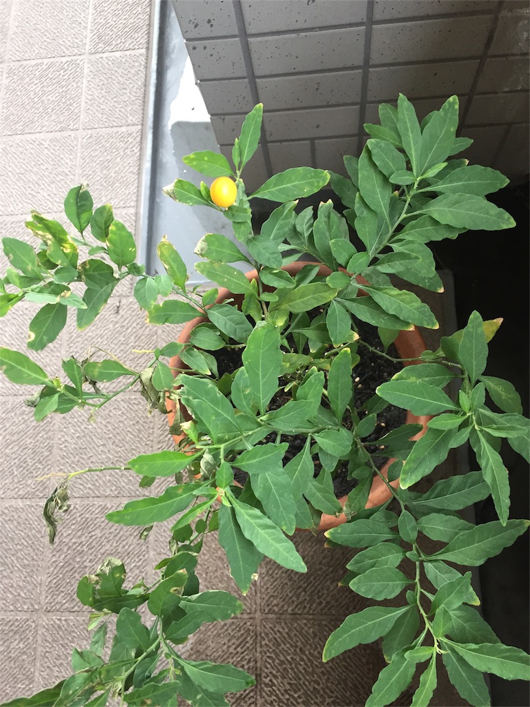 f:id:xiahxx:20161124113644j:image