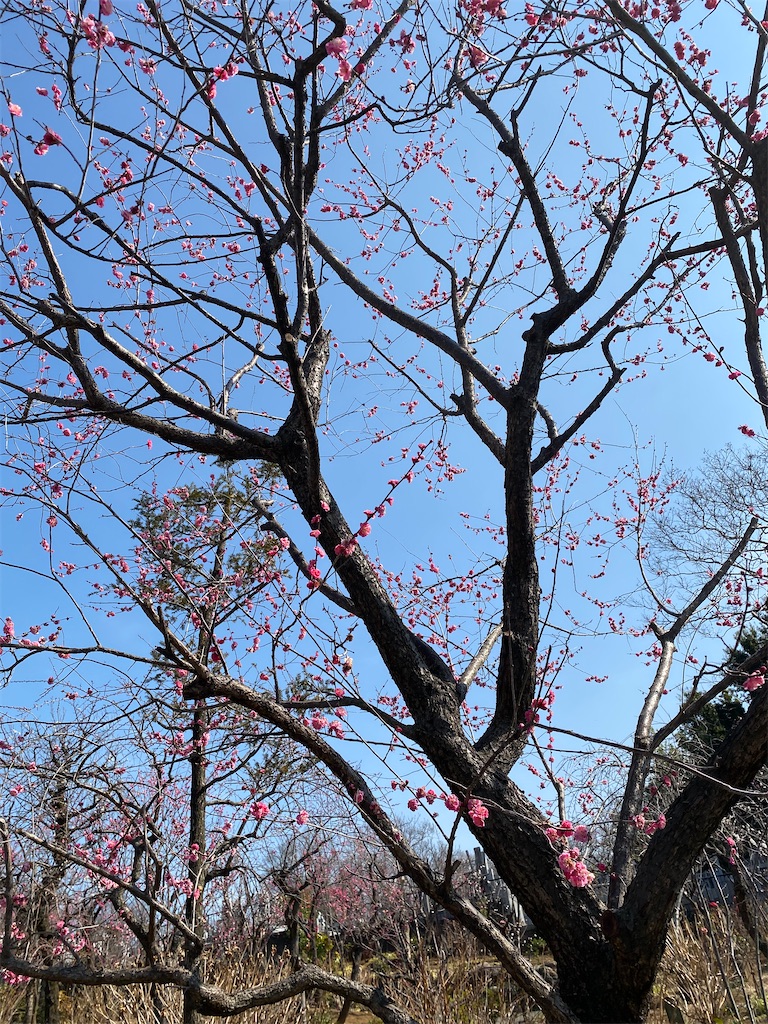 f:id:xiahxx:20210213160056j:image